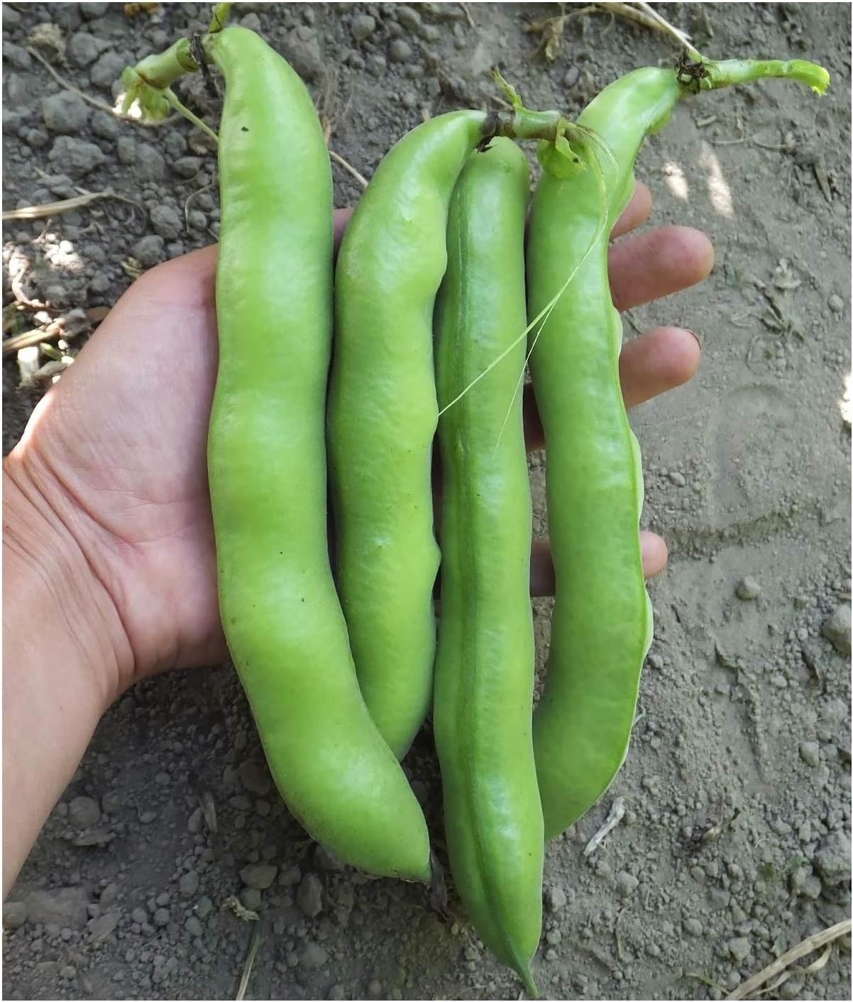 David's Garden Seeds Bean Fava Vroma 1715 (Green) 25 Non-GMO, Open Pollinated Seeds