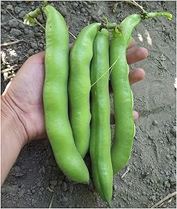 David's Garden Seeds Bean Fava Vroma 1715 (Green) 25 Non-GMO, Open Pollinated Seeds