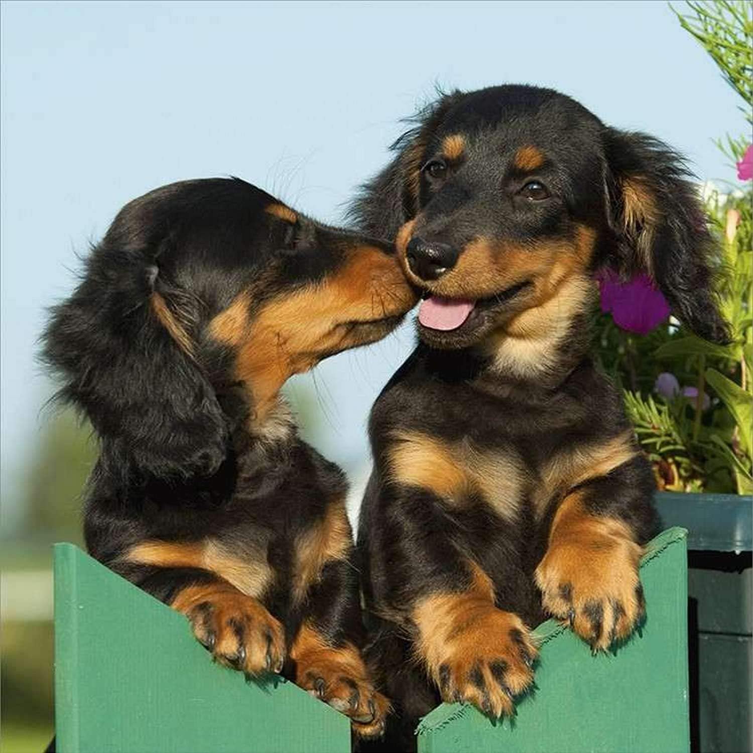 buy long haired dachshund