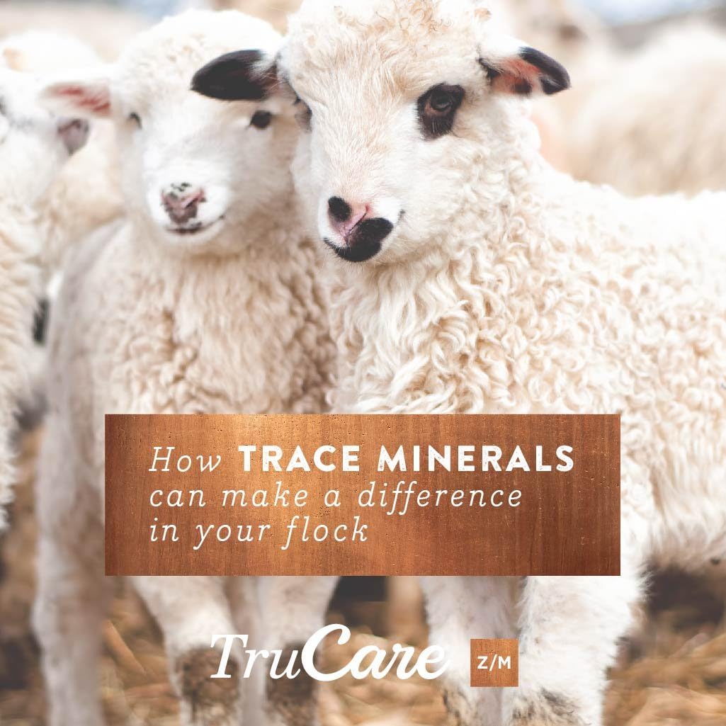 TruCare Z/M Top-Dress Trace Mineral Blend for Multi-Species: Pigs, Sheep, Llamas, Rabbits, Poultry (Zinc, Manganese) : Pet Supplies
