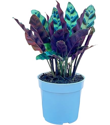 calathea rose crimson Calathea picturata Crimson, 6” Pot