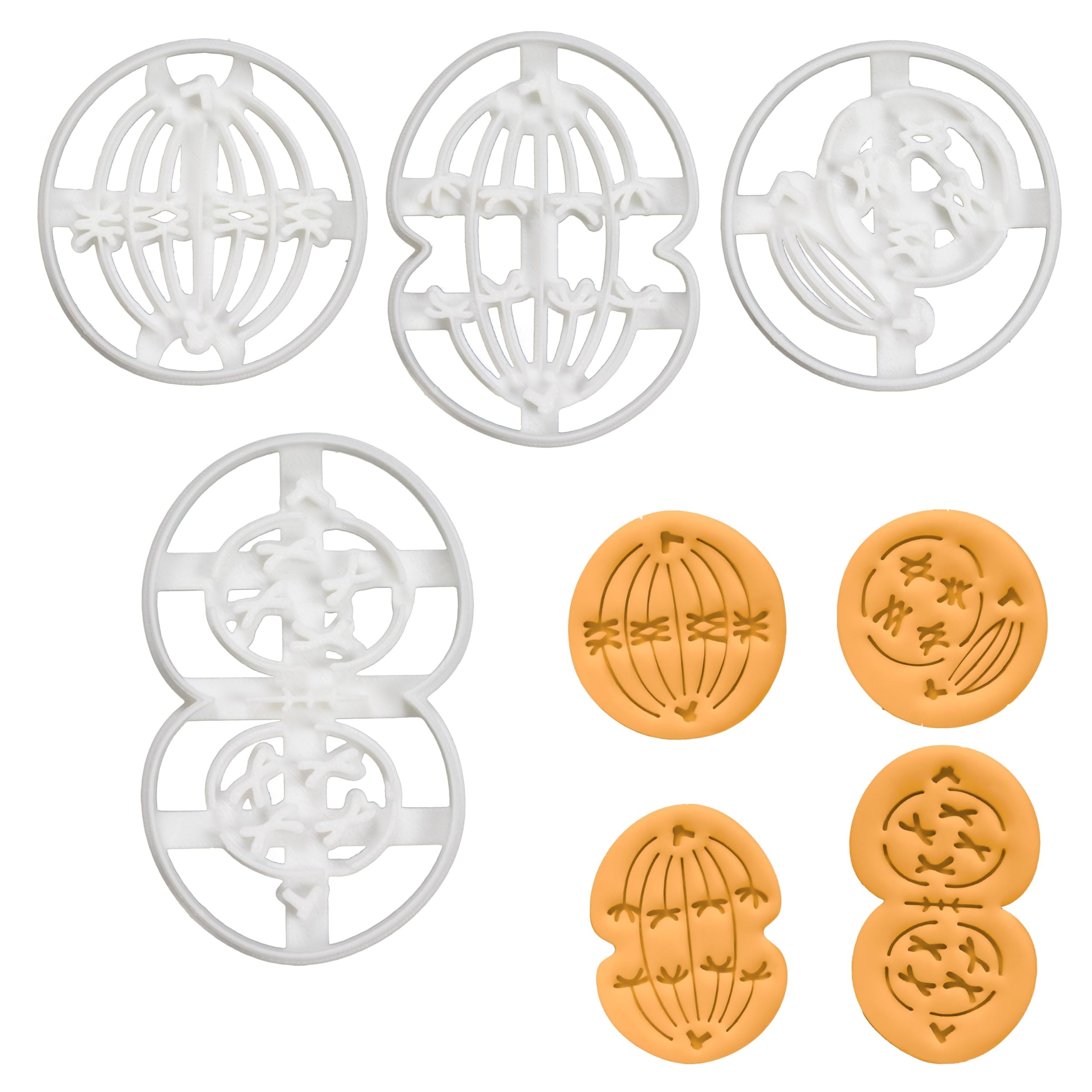 BAKERLOGY Set of 4 Meiosis I Cookie Cutters (Designs: Anaphase, Metaphase, Prophase & Telophase) - Detailed Biscuit Cutter Design for Baking and Crafts, Ideal on Fondant, Dough, Clay