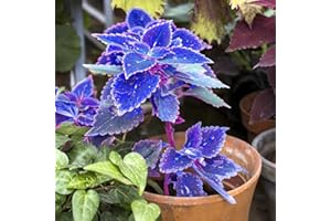 1300 Rare Blue Coleus Seeds – Exotic Non-GMO Perennial Foliage Plant for Colorful Garden Borders, Containers & Landscaping