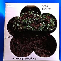 Huerto Urbano - Seed Box Kids - Batlle: Amazon.es: Jardín