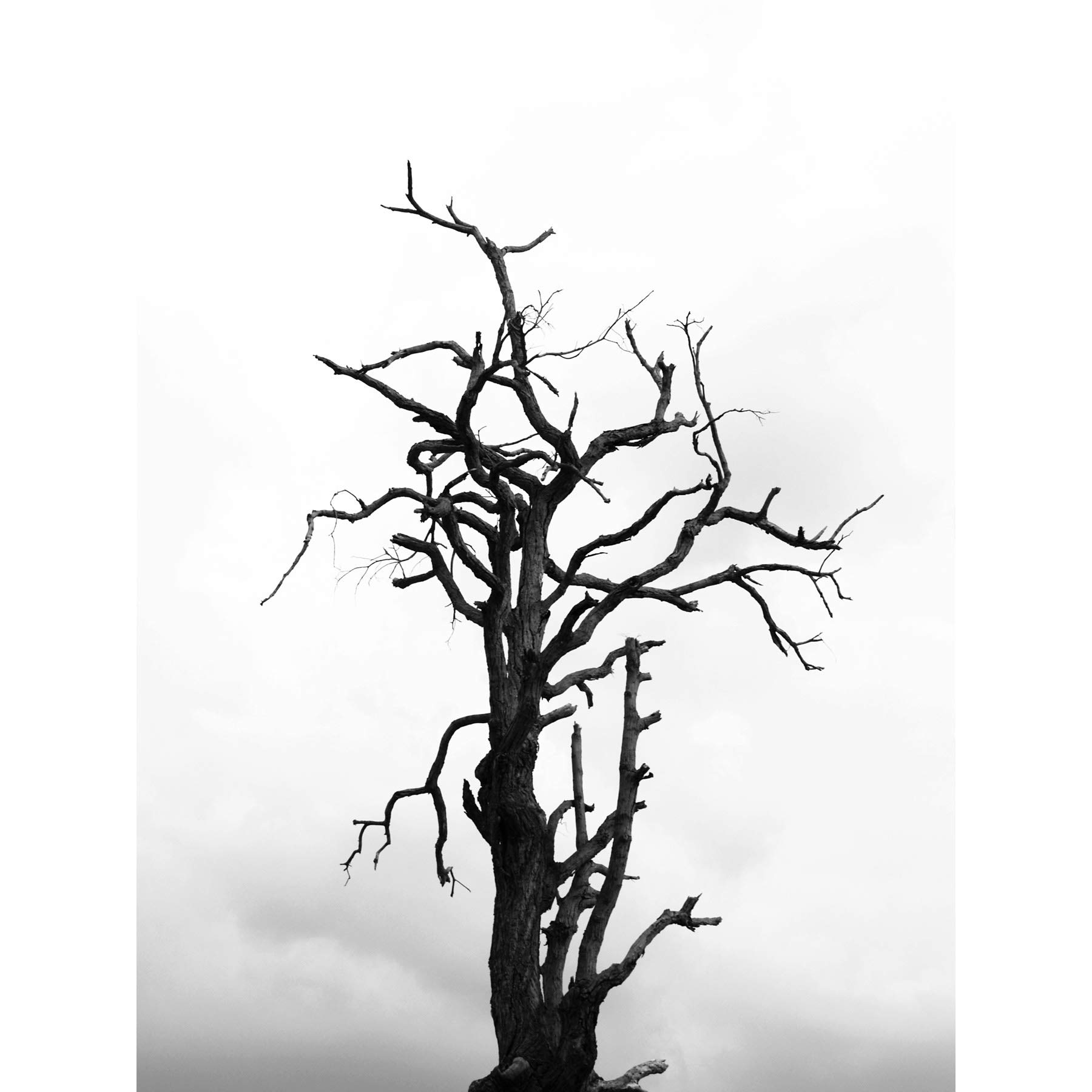 Artery8 Lone Dead Tree Silhouette Black White Large XL Wall Art Canvas Print
