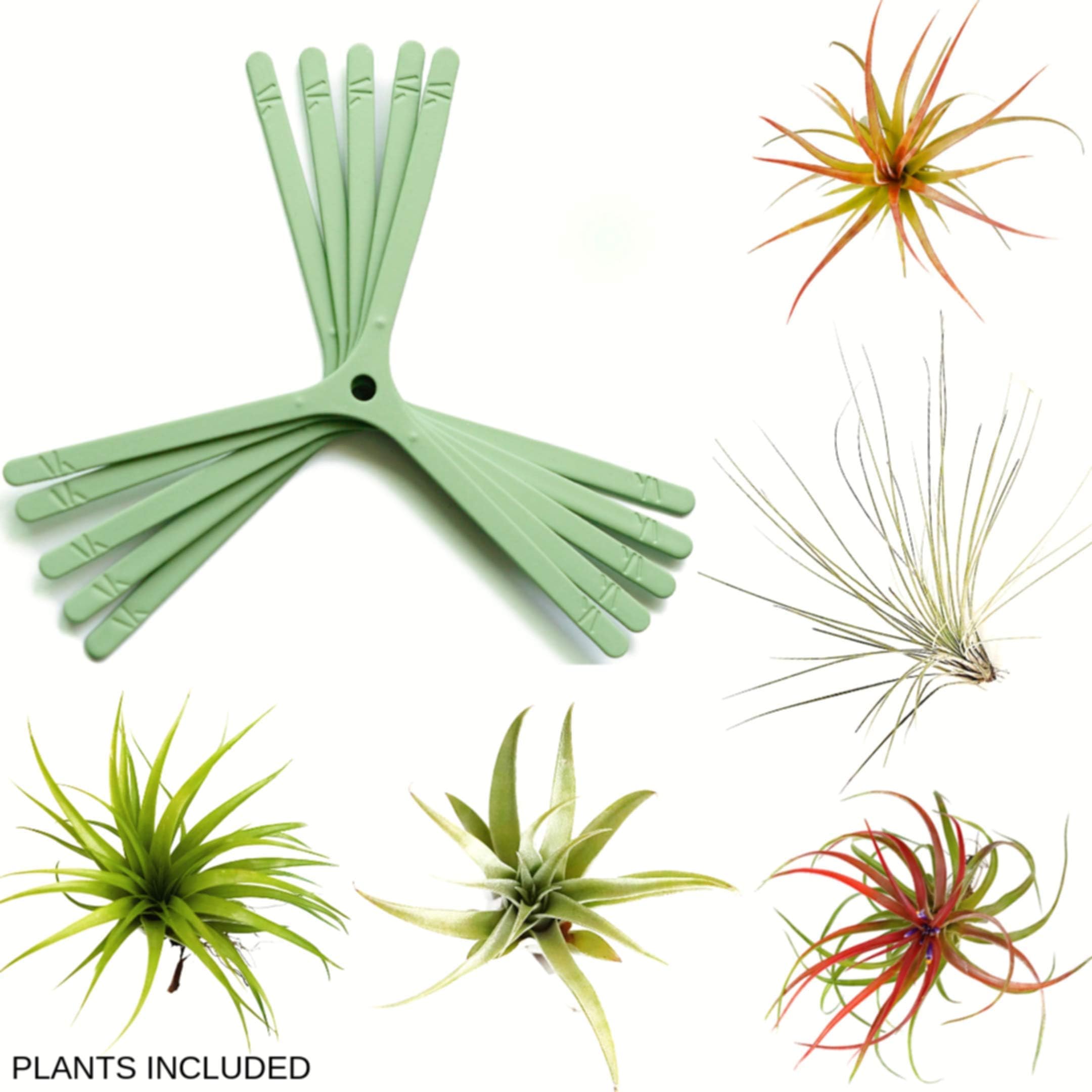 ArtAK 10 Pcs Wall Planter Kit | 5 Hanging Air Plant Holder Air Knots + 5 Large Tillandsia Live Air Plants Houseplants | Home Decor Accents | Vertical Garden Terrarium | Indoors and Outdoors Green