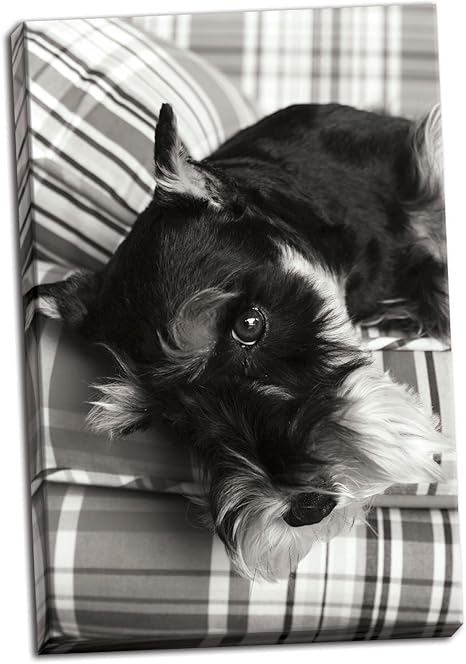 Amazon Com Gango Home Decor Schnauzer Blanco Y Negro Fotografia Artistica Por Karyn Millet Un Lienzo De 24 0 X 35 8 In Home Kitchen