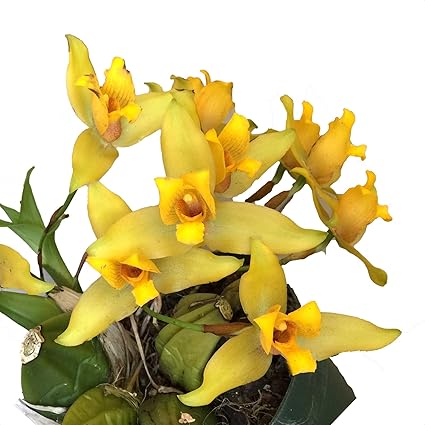 Orchid Insanity Lycaste Nobuo Large Showy Cinnamon Fragrant Long Lasting Blooms Hardy Vigorous Easy To Grow Not In Bloom When Shipped - 