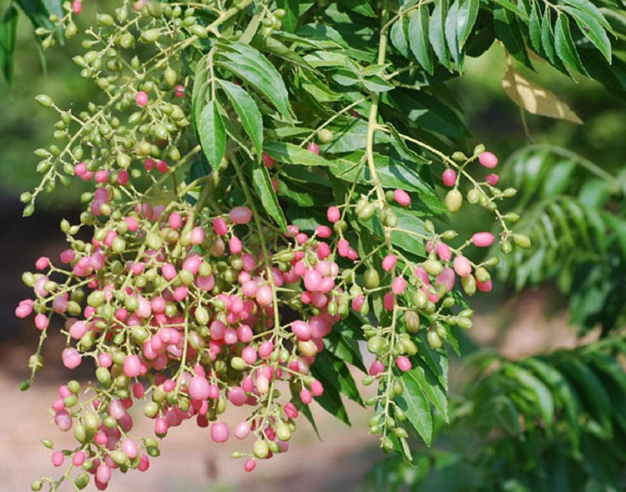 1 Starter Plant 3-5'' Tall Pink Wampee Clausena Excavata Fruits Tree Garden tksembilan