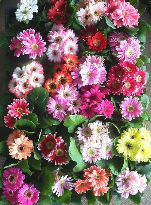 Amazon ミニガーベラ ミックス 24ポットセット 3号 花苗 セット販売 ガーデニング 花苗 まとめ売り 花