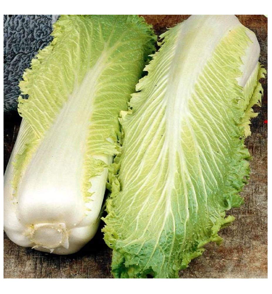 PREMIER SEEDS DIRECT - Chinese Cabbage - MICHIHILI - 1000 Finest Seeds