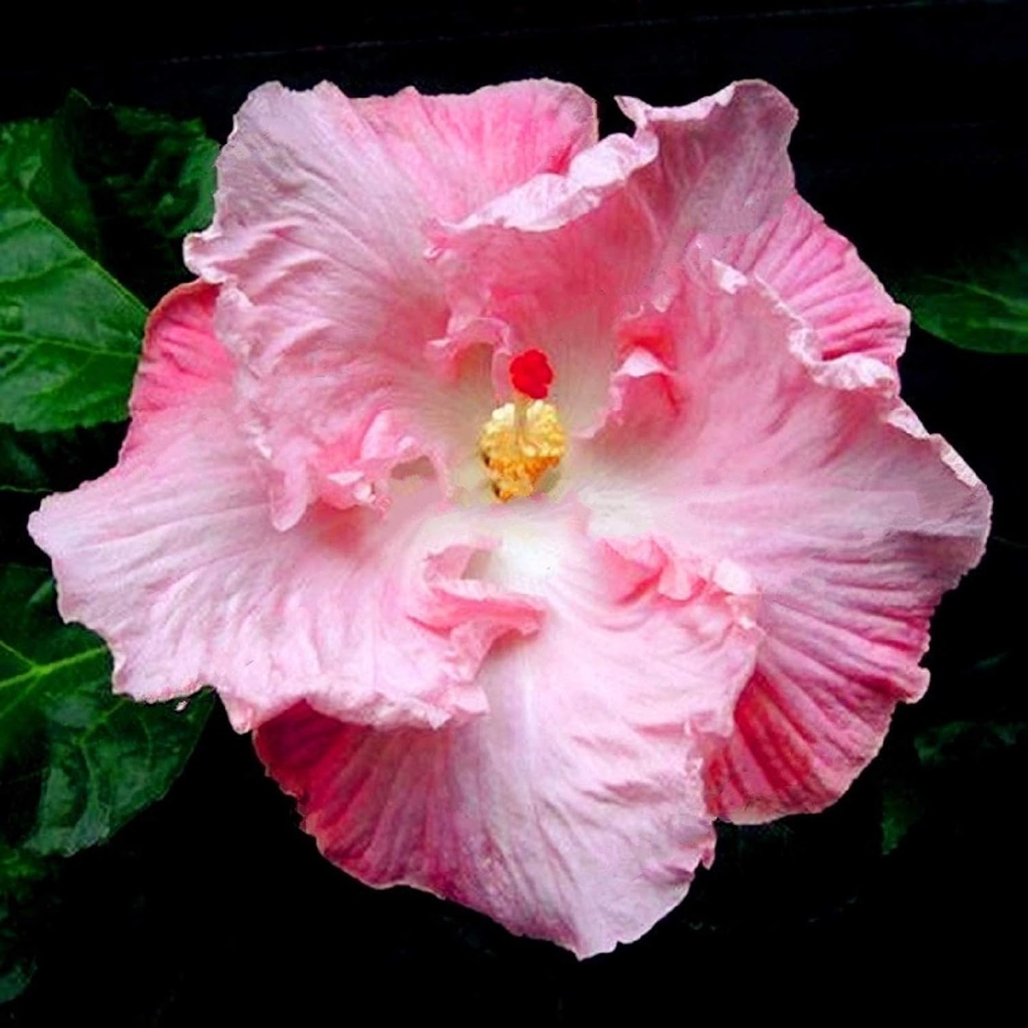 Seeds & Bulbs 100 Seeds Red Hibiscus Syriacus Seeds Flower Home Garden