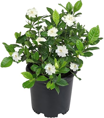 plastic container plants Square Plastic Pots - Clear main image 1