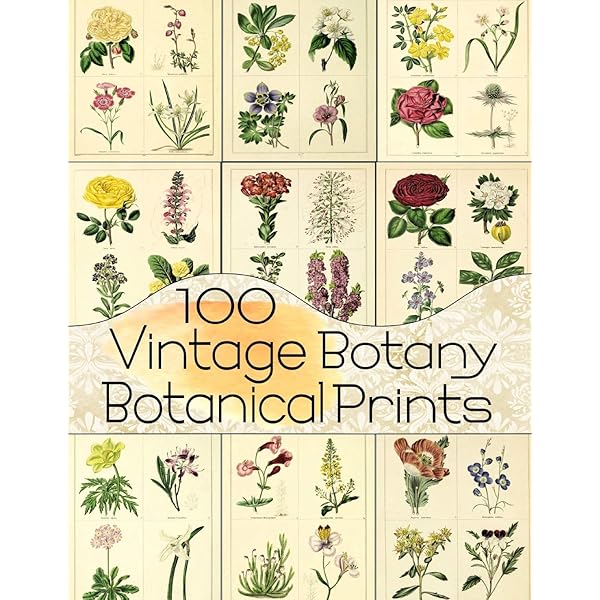 1914 Vintage Botany Botanical Illustration Sizes (Floral