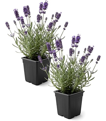 parlor palm too much light Palm Parlor Neanthe Bella Palm, Live Plant Indoor Air Purifier main image 0