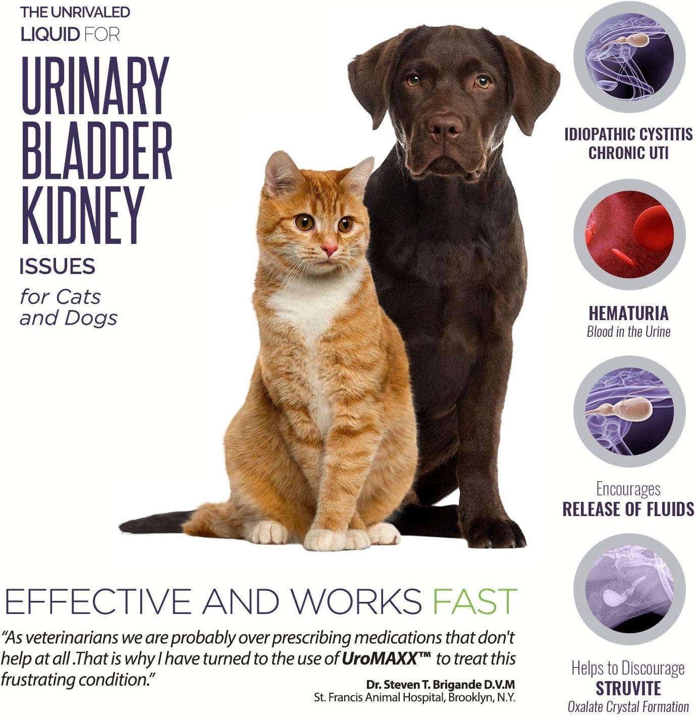 dog cystitis medication