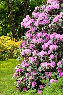 Rosa Alpenrose - Rhododendron Roseum Elegans - 50-60cm im 5 Ltr. Topf