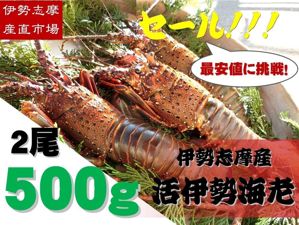 Amazon 三重県伊勢志摩産 活伊勢海老 2尾で500ｇ 新鮮な伊勢エビをお届け 伊勢志摩直送 ギフト包装 伊勢志摩産 エビ 通販