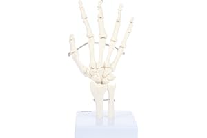 Skeletal Hand with Wrist, Ulna, and Radius, Fully Articulated Flexible Hand Skeleton is Secured with Wire to Demonstrate Movement, Includes Base for Demonstration and Study, Made by Axis Scientific