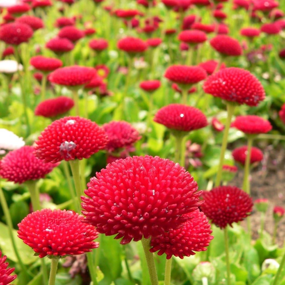 Red English Daisy Seeds - Bellis perennis -