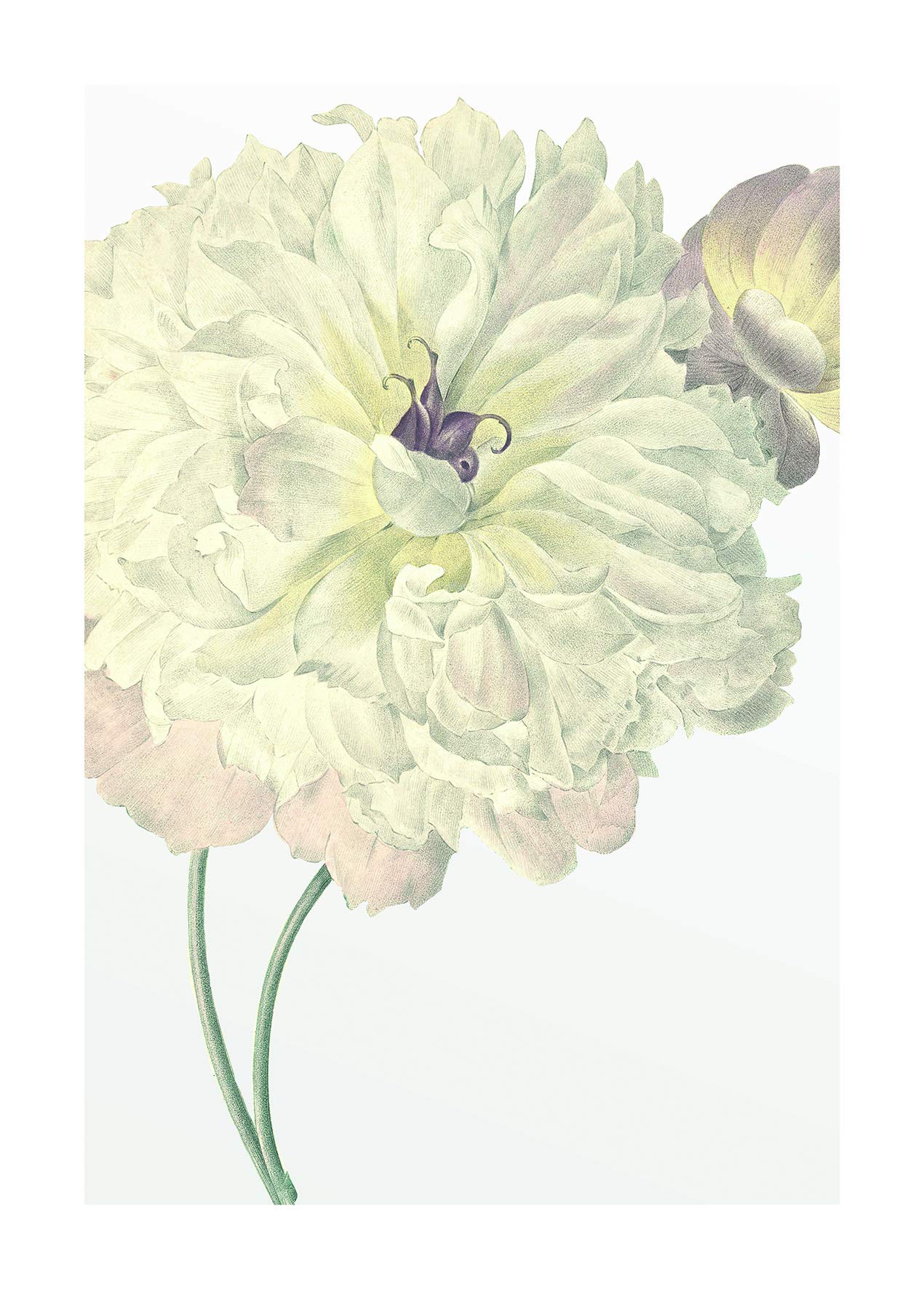 Komar Wall Picture | Illustration Dahlia | Poster, Picture, Living Room, Bedroom, Decoration, Art Print | Without Frame | P063-50x70 | Size: 50 x 70 cm (Width x Height)