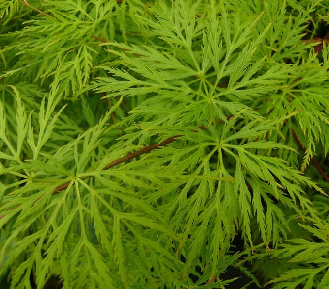 Dehner Japanischer Fächer-Ahorn Emerald Lace, filigrane Blätter, ca. 40-60 cm, Ziergehölz  