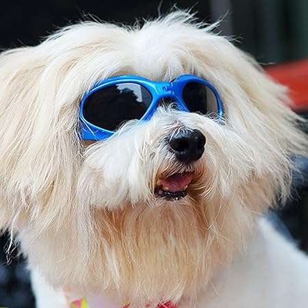 tiny dog sunglasses