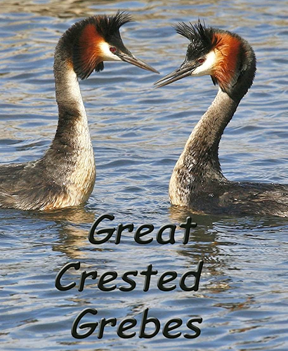 Download GREAT CRESTED GREBES OF NEW ZEALAND - A Photo Story of Courtship, Mating, Nesting, and Chick Rearing (English Edition) PDF