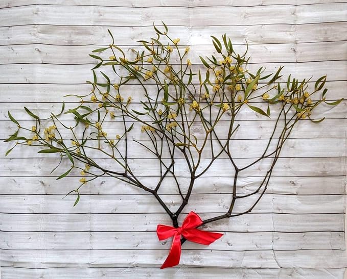 Amazon Co Jp 限定販売 幸運を呼ぶ ヤドリギ 実付き クリスマス リース ホビー 通販