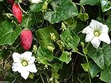 Ivy Gourd~10 Fresh Seeds