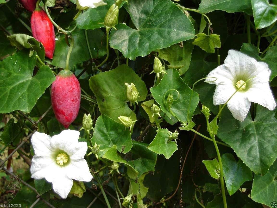 Ivy Gourd~10 Fresh Seeds