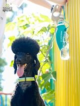 BePetMia Water Bottle Travel Portable for Dogs 580 ml Green view 6