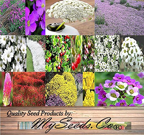 Ground Cover Seeds Combo Kit - from Alyssum Gold to Snow in Summer Seeds - by MySeeds.Co (Ground Covers Kit)