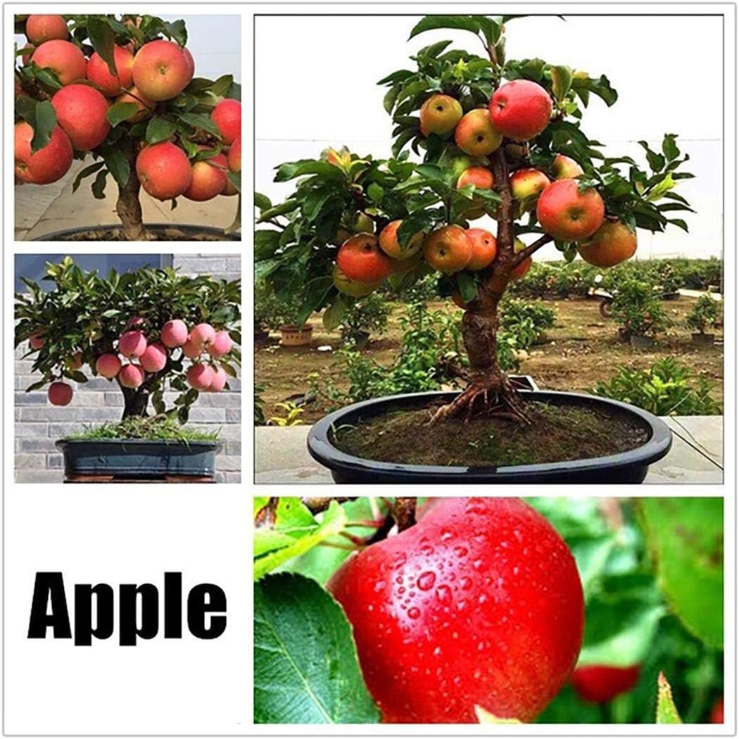 Lioder Perennial Fruit Seeds 17 Varieties Indoor/Outdoor Fruit Bonsai Organic for Home Garden Planting