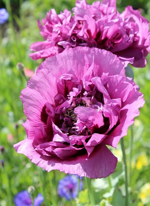 Mohn, Schlafmohn 'Lila Paeony' 50 Samen - Papaver somniferum (Poppy Purple Peony) …