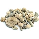 Fossil Sorting Kit 2 lbs by Educational Innovations