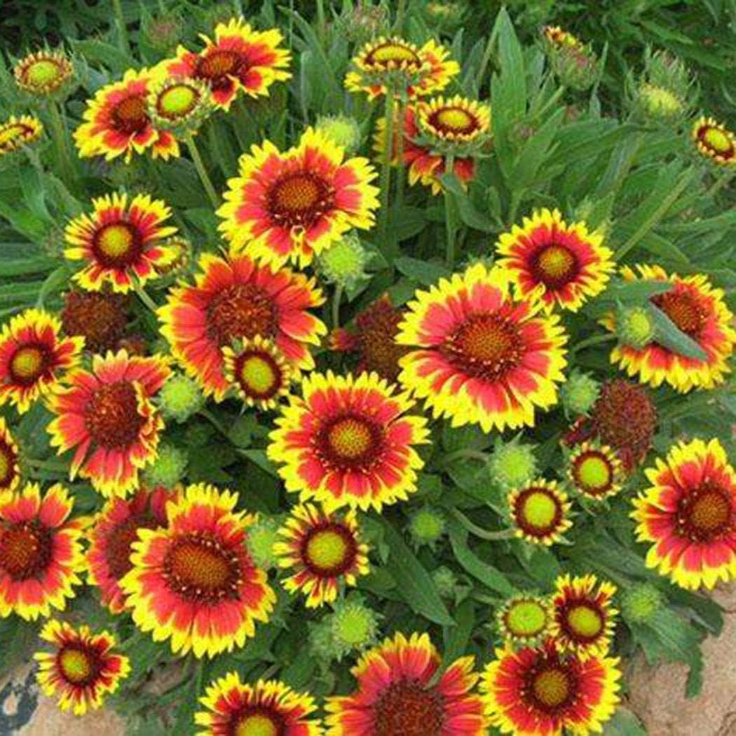 Countia Garden-Flower Seeds Garden Collection-Sunflower, Wildflower,Marigold, Zinnia, Cosmos, Daisy, Calendula,Morning Glory,and Aster Flowers Seeds Perennial for Home Garden Planting