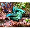 D&A Tropical Live Fish-1 Male Wild Betta Alien Live Fish- Live Betta Fish for Pond, Fish Tank or Aquarium, Live Fish Freshwater (Green Moscow)