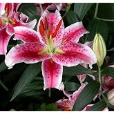 Stargazer Oriental Lilies (12 Bulbs) - Freshly Dug Bulbs