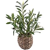 Ainuowei Indoor Fake Olive Plants 17.7 inches Tall Lifelike Artificial Olive Plants with Cyan Fruits in Brown Rattan Planter for Shelf Office Desk Kitchen Counter Small Space Artificial Plant Decor