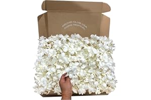Miami Fresh Orchid Loose Bloom PERISHABLE flowers OrchidClub USA Sunne Tropical DIY lei, food & drink decoration (100 WHITE)