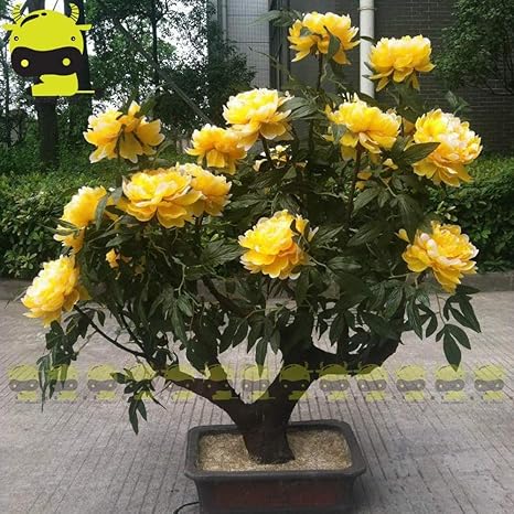 Amazon ゴールデンブルーム牡丹盆栽の種 5種子 パック 強い香りのよい花ブッシュの木の植物 花
