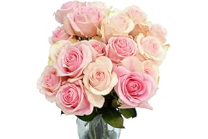 GREENCHOICEFLOWERS Fresh Cut 12 Pink Roses - Fresh from the Farm Light Rose Bouquet – Hand-Selected Long-Lasting, Gift and Home Decor Perfect Fresh Flowers |20" Long Stems No Vase- Dozen | Valentines Day Flowers Gift