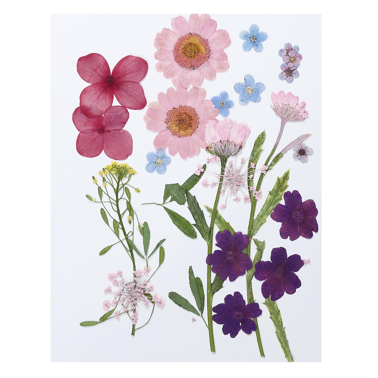 PATIKIL Dried Pressed Flowers, Natural Dried Flower Leave Real Pressed Flowers for DIY Art Crafts Resin Mold Scrapbooking, Multicolor