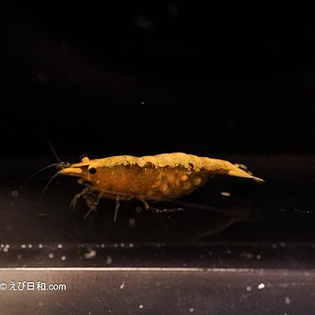 Amazon Sinbad シンドバッド Aグレード スーパー黄金オレンジチェリーシュリンプ エビ１０匹 死着補償１匹 えび生体 Sinbad シンドバッド 観賞魚 水中生物 通販