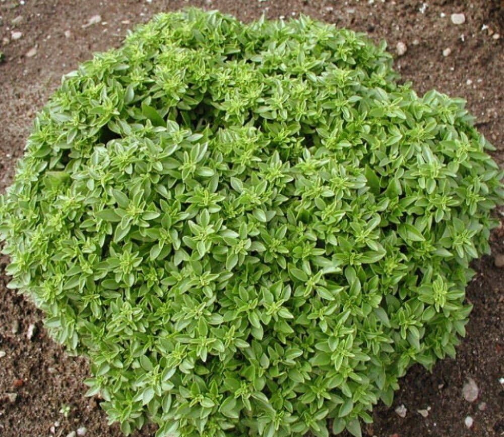 Basilico Nano compatto una Palla greco-basil semillas 7 G: Amazon ...