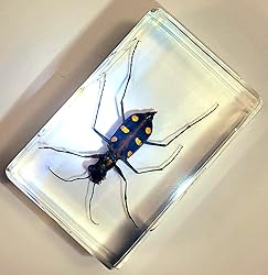 44mm Real Indonesian Tiger Beetle in Crystal Clear