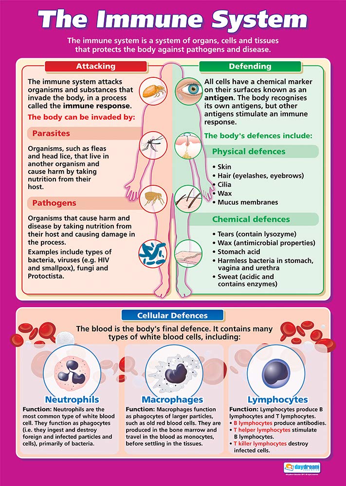 Daydream Education The Immune System | Science Posters | Gloss Paper measuring 850mm x 594mm (A1) | Science Charts for the Classroom | Education Charts