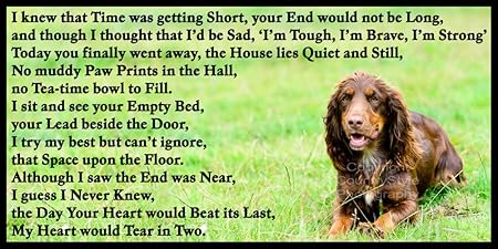 Diseño de perro Sprocker de perro con duelo de mascotas de juguete ...