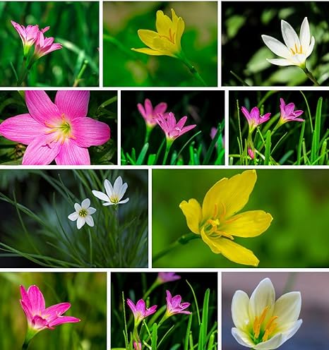 Sprout Bulbs Zephyranthes Rain Lily Flower Bulbs Not Seeds Mix Color Pack Of 25 Pieces Amazon In Garden Outdoors